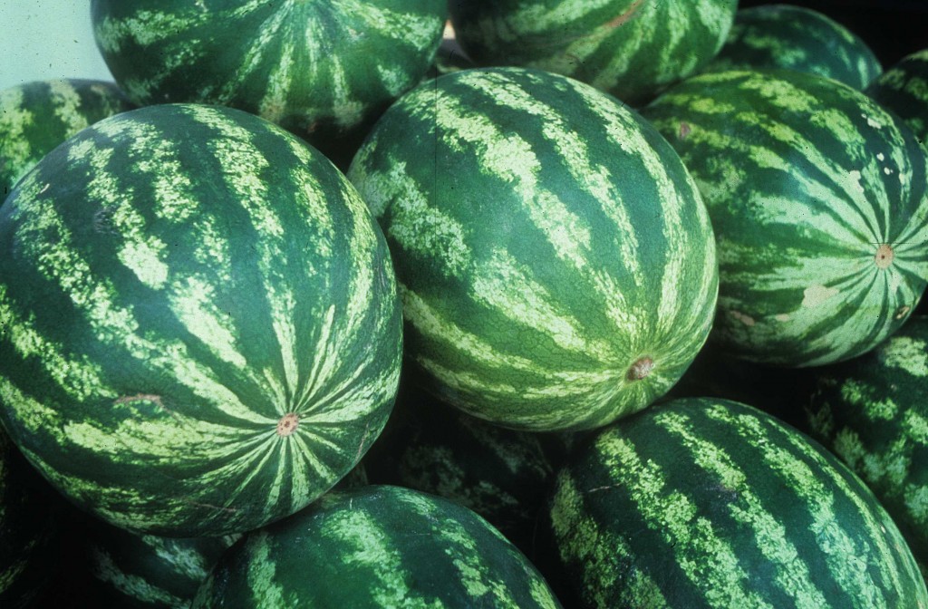 Syngenta: Hungarian Melons Expected to be in High Demand