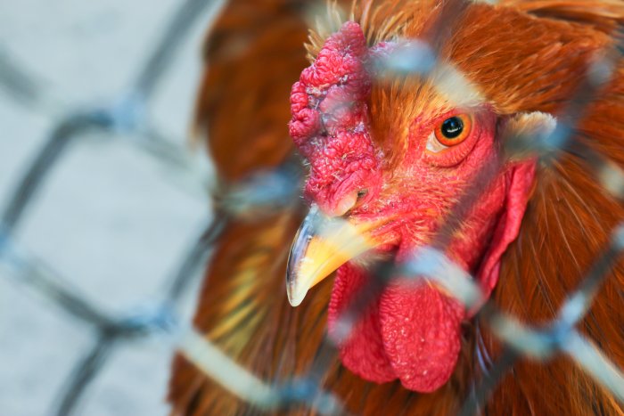 NAK, BTT Concerned by Ukrainian Poultry, Egg Imports