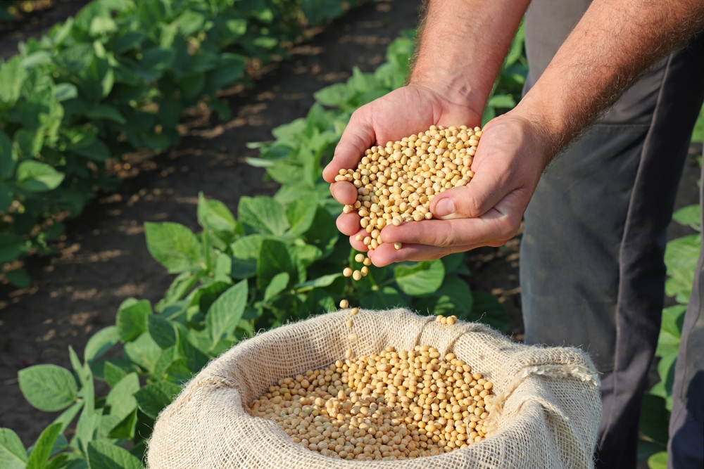 Farm Ministry Official Calls for Increasing Soy Production
