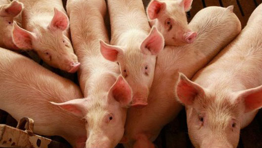 Hungary to make concerted effort for hog farmer support 