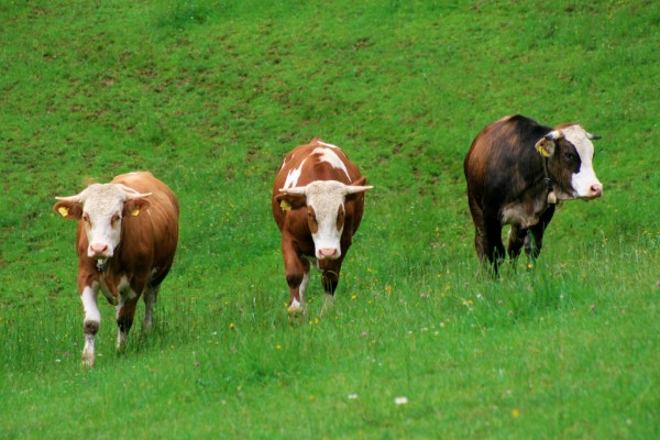 Hungary Cattle Stock Edges Down 2% in a Year