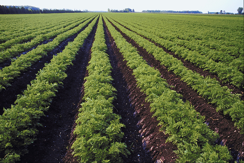 Photo of Podiel ekologickej poľnohospodárskej pôdy v Maďarsku je viac ako 5 %