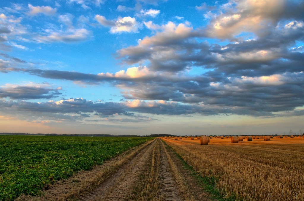 Arable farmland prices in Hungary climb more than 6% in 2019