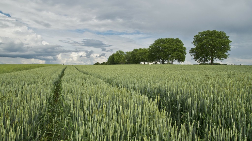 Cropland Prices in Hungary Reach HUF 1.9 mln/hectare