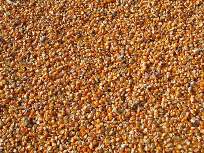 Seed exports below average in 2020