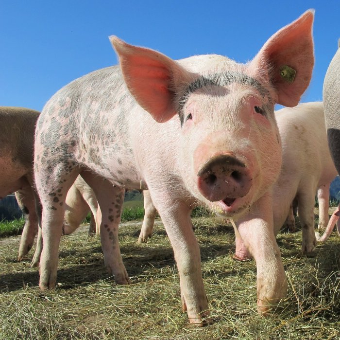 Philippines bans Hungarian pork imports due to swine fever