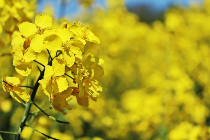 Rapeseed price increase pushing up product costs