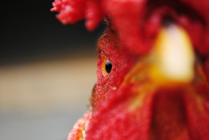 Govʼt presses EU for restrictions on poultry imports from th...