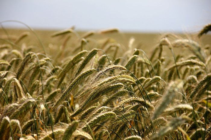 Poor rainfall damaging cereal crop outlook