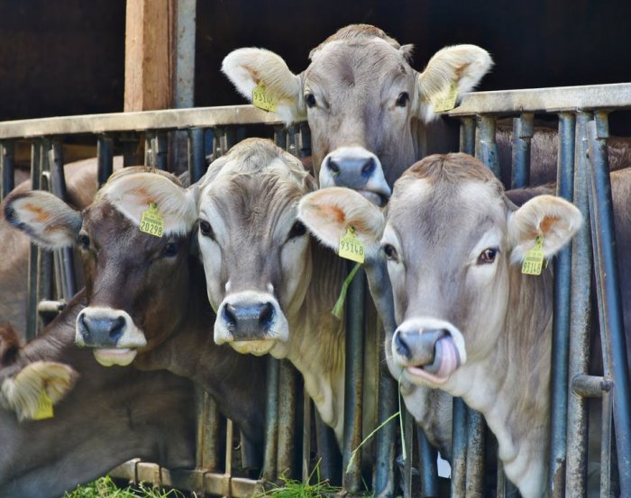 Countries Exchange Experiences for Better Production of Cattle