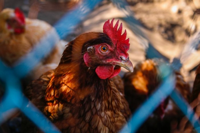 Poultry and pig subsidies to be paid this week