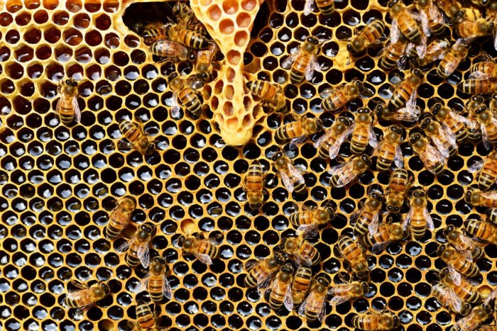 200,000 bees mysteriously killed over the winter