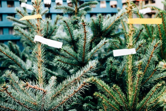 Christmas Tree Prices Set to Climb Almost 10%