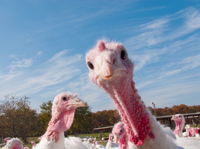 Less turkey meat expected this year
