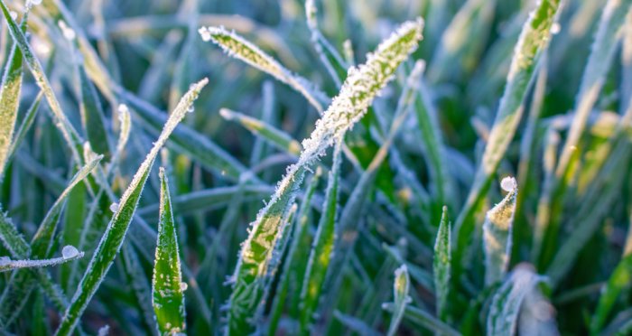 More than 15,000 hectares damaged by spring frost