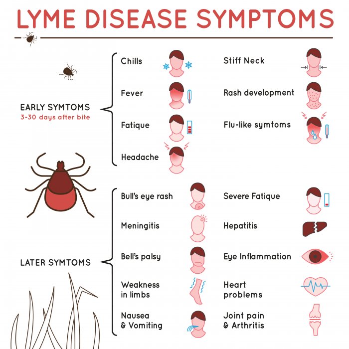 Czech scientists successfully test potential lyme disease va...