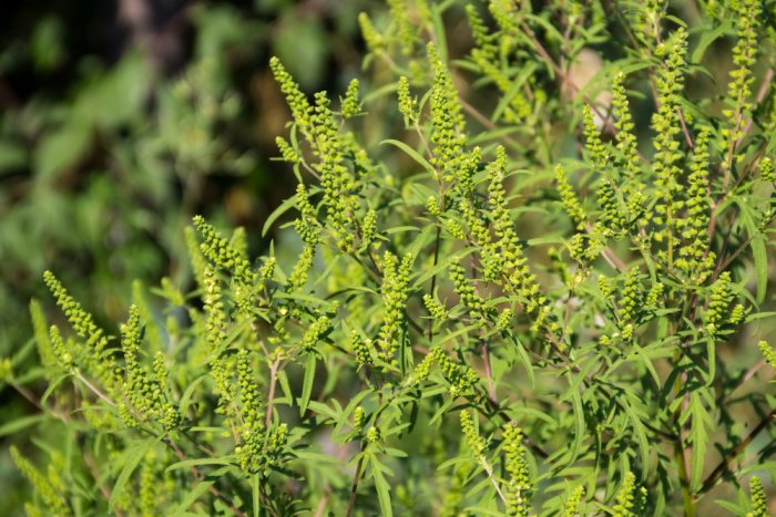 Ragweed Pollen Concentration Falling With Cooler Temps