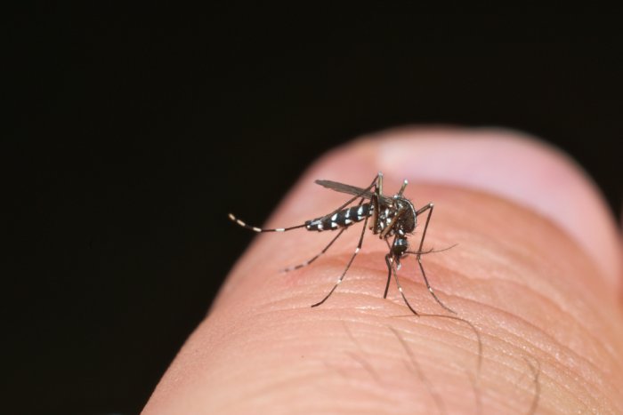Asian species among growing mosquito population