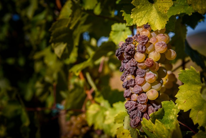 Uni takes over Tokaj region's biggest vintner