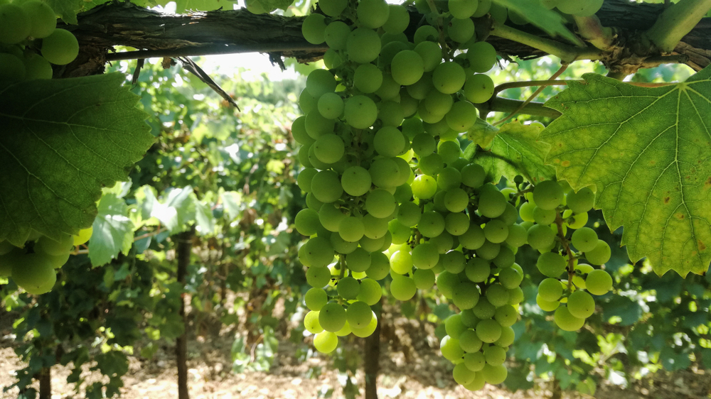 Agriculture Ministry Committed to Sustainable Viticulture