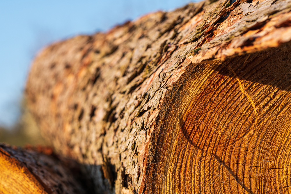 Hungary co-signs letter calling for review of EU forestry st...