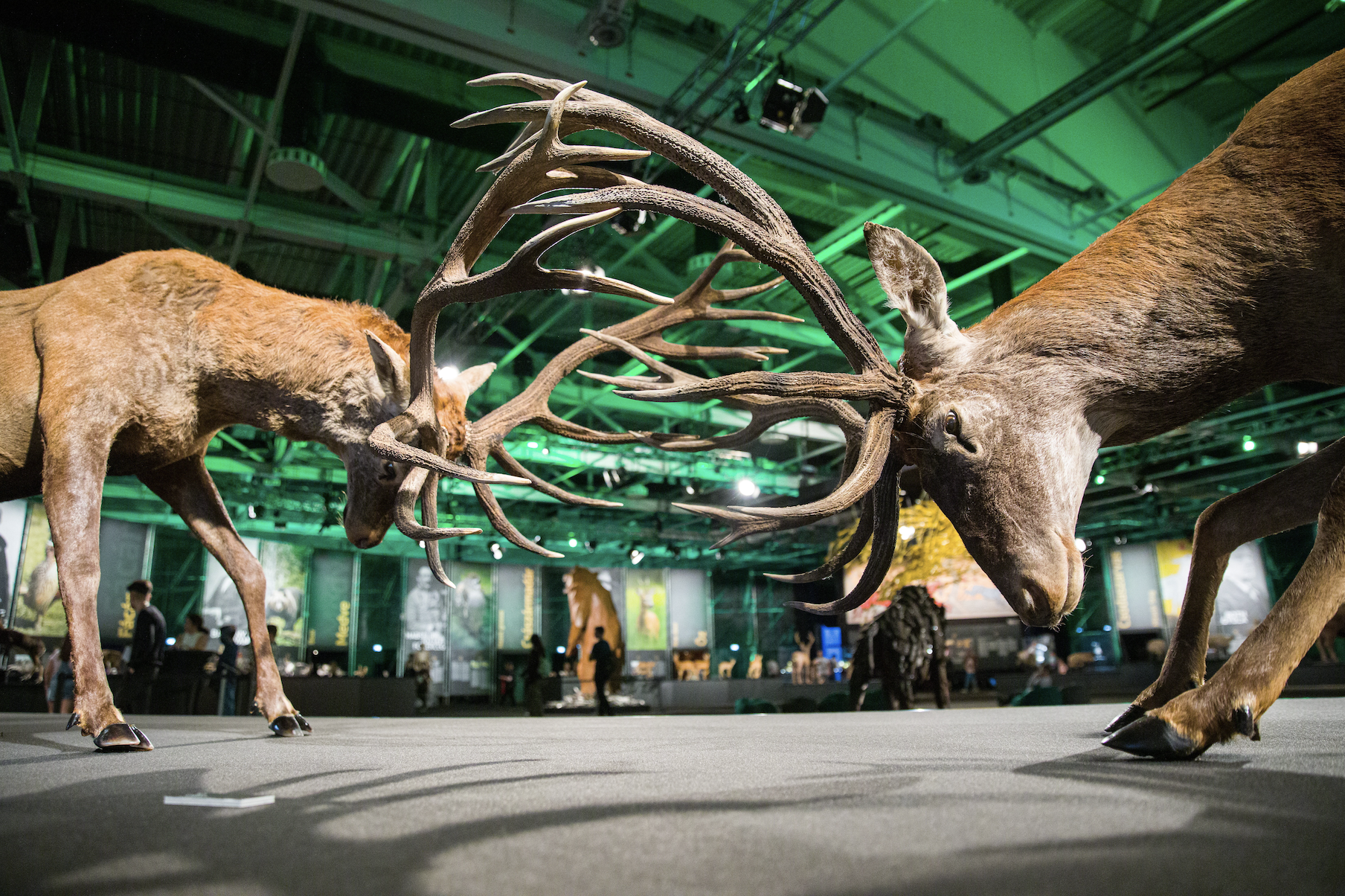 Hungary opens World Hunting Expo