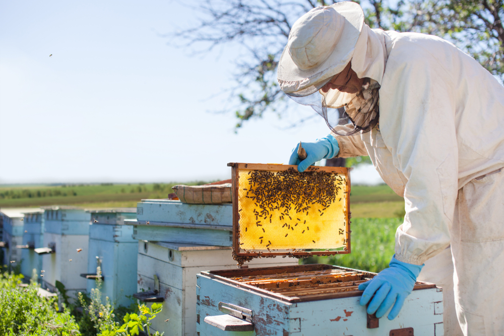 Hungary applies to host 2025 World Beekeeping Exhibition