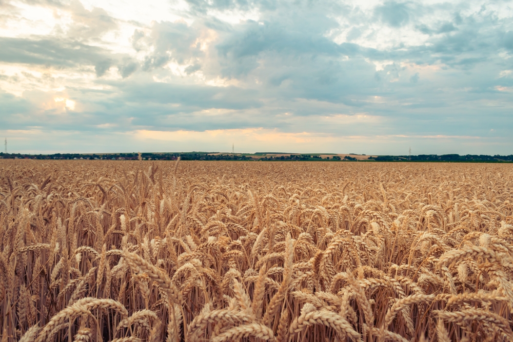 Romanian Gov't Approves EUR 20 mln Aid for Grain Farmers