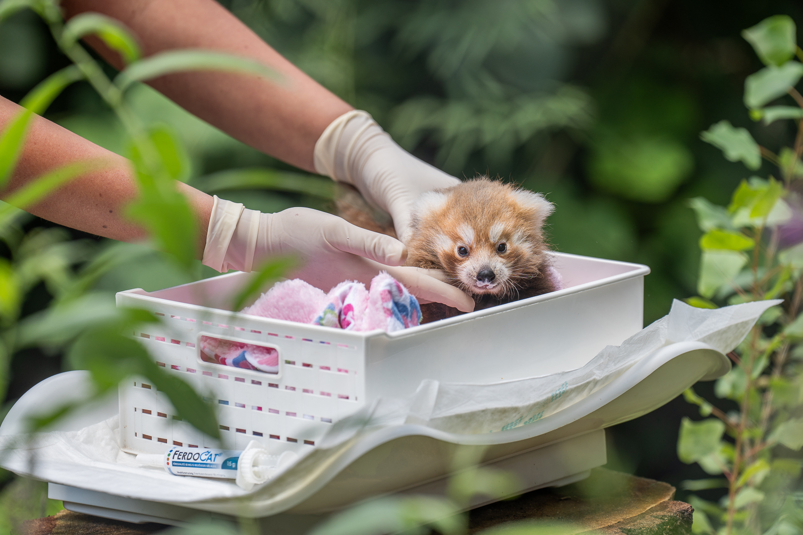 Debrecen Zoo Welcomes 1st Ever Red Panda Cub