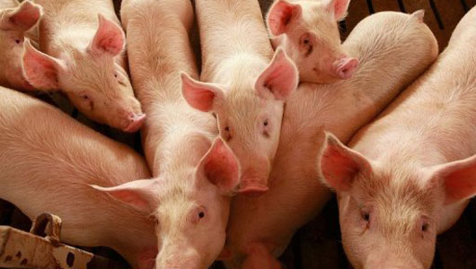 Agrosztár Completes HUF 4 bln Hog Farm
